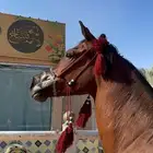 فرس شعبيه للبيع شيخه ركوب وانتاج