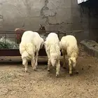 خرفان