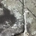 دودة كورلا 2023 - 2024