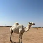 للبيع عشرا كفو