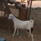 معزا جنوبيه