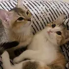 قطط سكوتش فولد للبيع