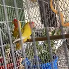 طيور روز منتجة