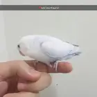 فرخ روز اليف