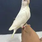 للبيع فرخ كروان غر البينو عيون حمر محجل تم البيع