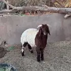 للبيع خروف نعيمي طيب