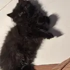 قطه للبيع العمر شهرين