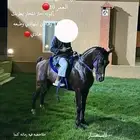 خيل شعبي جزيري