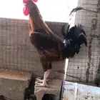 ديك