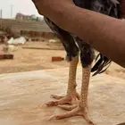ديك باكستاني انتاج فاخر