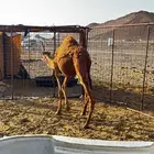 بكره عمرها ثمان اشهر على حليب أمها
