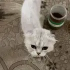 قط مفقود