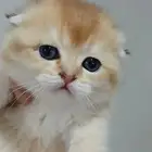 سكوتش فولد بالرياض للبيع