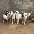 12 تيس فل وكفو