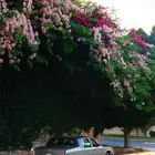 كاديلاك فليتوود