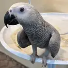 كاسكو