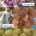 للبيع شتلات عنب و تين و رمان و توت بلدي جمله 5 ريال