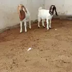 جفار بورقوت هجين
