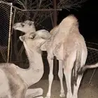 قعود لباني عمره خمسة اشهر اشهر