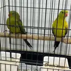 زوج ريجنت