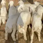 بهم حري للبيع عدد 12 فيها 3 رخال
