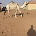 ضرايب نياق نظاف عدد 3