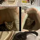 قطه تبني