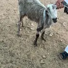 عنز للبيع