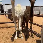 حشو