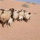 للبيع حريات مواليد ومواليد نعيمي