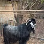 للبيع تيس فحل