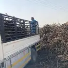 حطب عنب للبيع