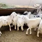 طليان حري