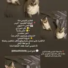 قطط