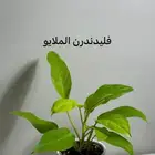 نباتات داخليه سهله العنايه وحوض سراميك