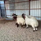 لبيع الحلال بانواعه