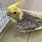 كروان اليف وهدد نشبة تم البيع .