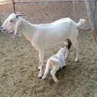 معزة تحتها واحده
