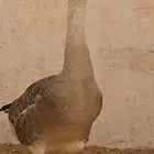 وز للبيع صحة طيبه