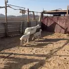 حريه معها 2