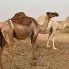 خلفه