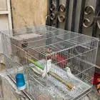 زوج رزو البينو عيون حمر