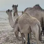 بكرة هجن