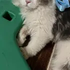 قط ضايع ب حي أبو سبعه الي يلقاه يتواصل معي