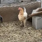دجاجة براهما