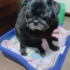 fug