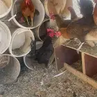 تم البيع