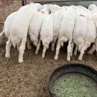 بهم حري تربيه