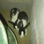 ارانب نجران 1 انثى 2 ذكر لبيع كامل