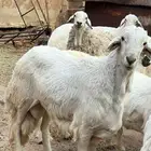 خروف كفو للبيع